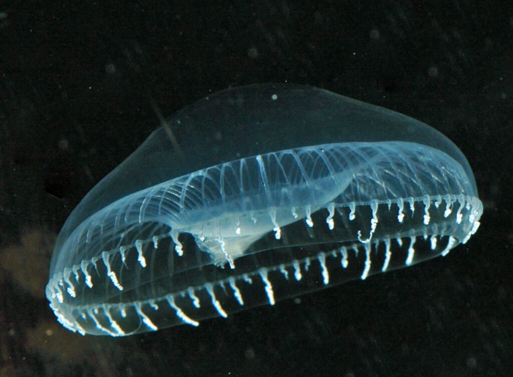 Aequorea victoria, a bioluminescent jellyfish