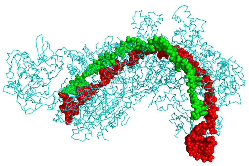 Crystal structure of the Cas9 protein used in CRISPR gene editing
