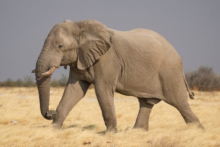 A male African bush elephant in Etosha National Park