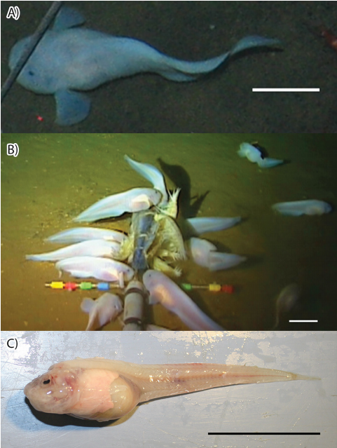 Pseudoliparis swirei, the Mariana hadal snailfish