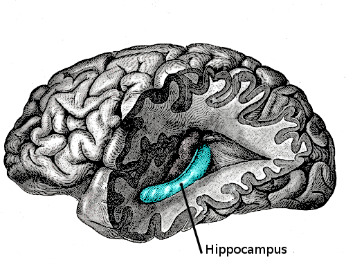 Anatomical illustration of the brain highlighting the hippocampus
