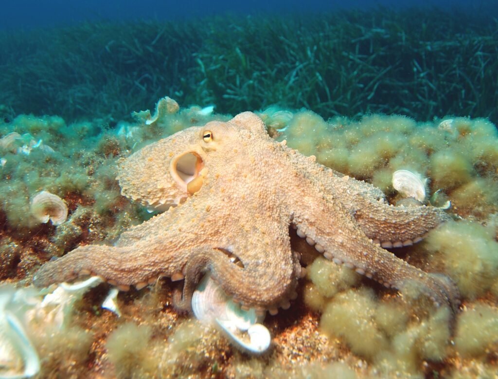 A common octopus, Octopus vulgaris