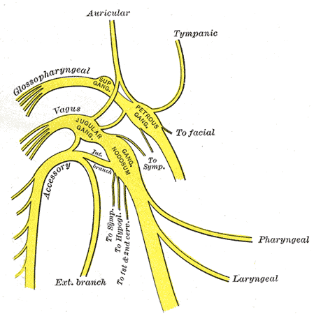 Classic anatomical illustration of the vagus nerve