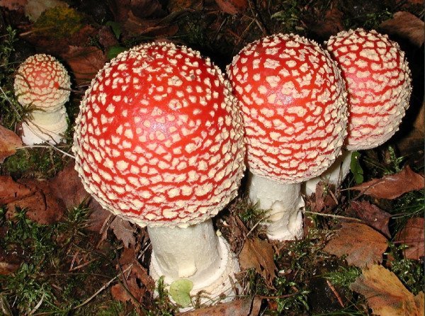 Amanita muscaria, a classic mycorrhizal fungus that partners with tree roots