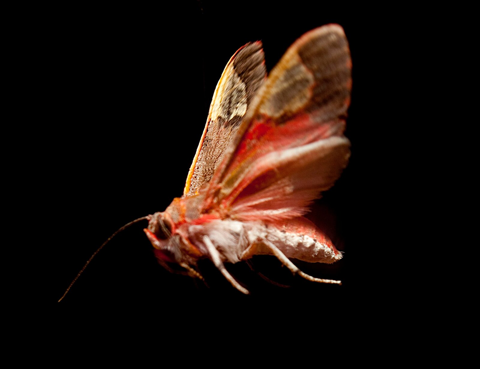 A Bertholdia trigona tiger moth against a dark background