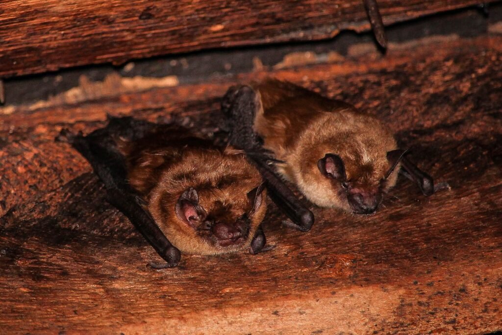 Two big brown bats roosting in a crevice