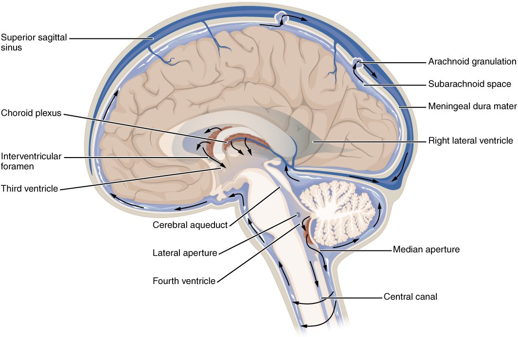 Diagram of the brain showing how cerebrospinal fluid circulates around and through it