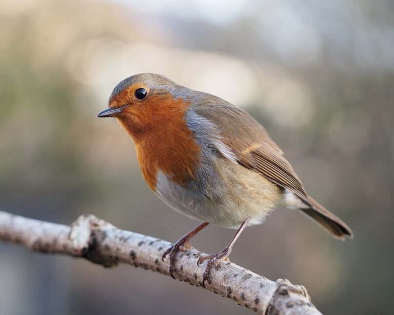 A European robin perched on a branch