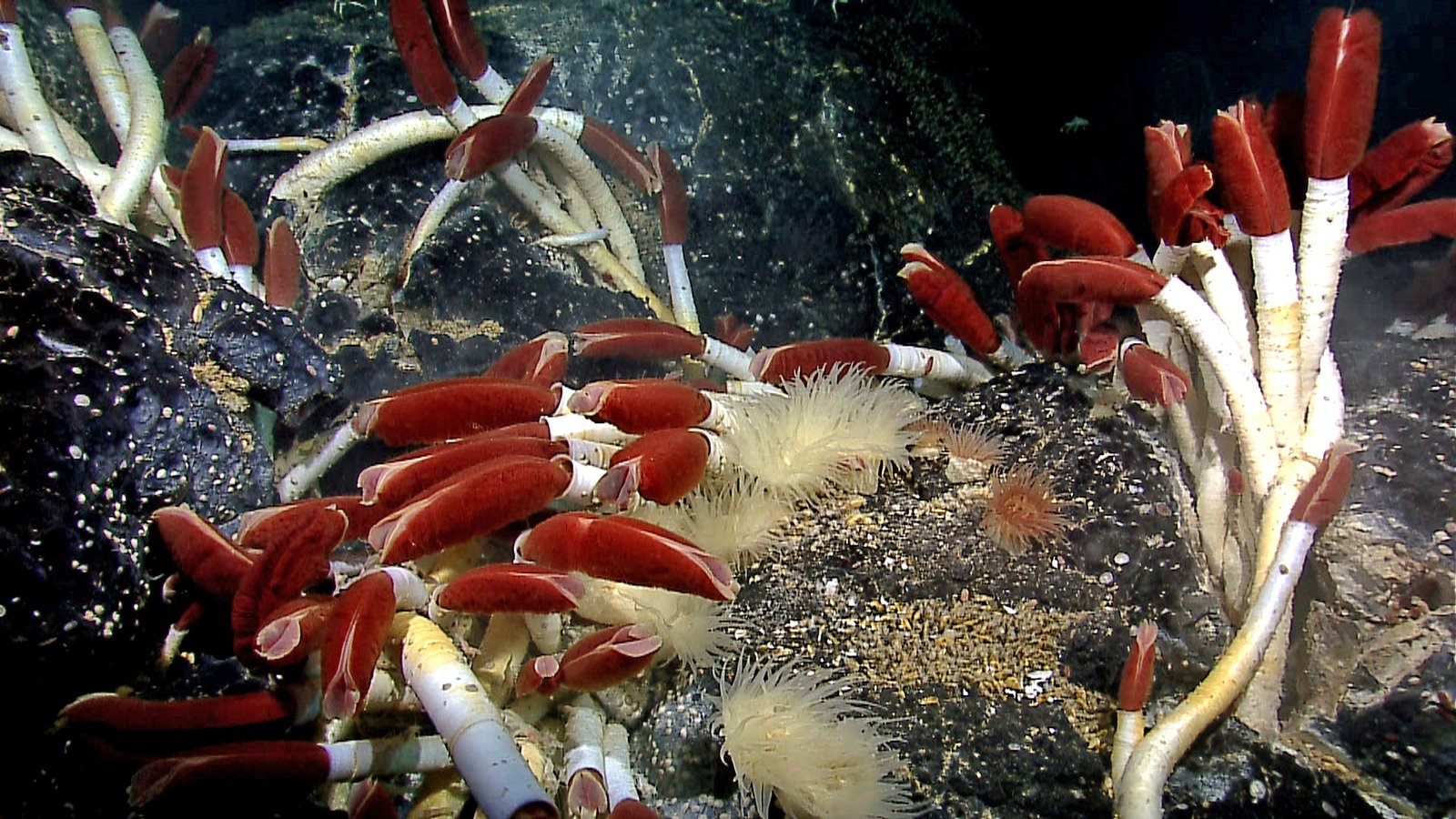 A dense colony of giant tube worms with red plumes on the rocks of a hydrothermal vent at the Galapagos Rift