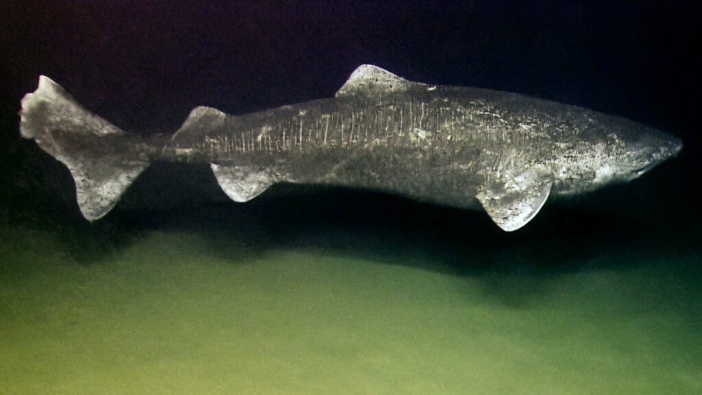 A Greenland shark swimming above the sea floor