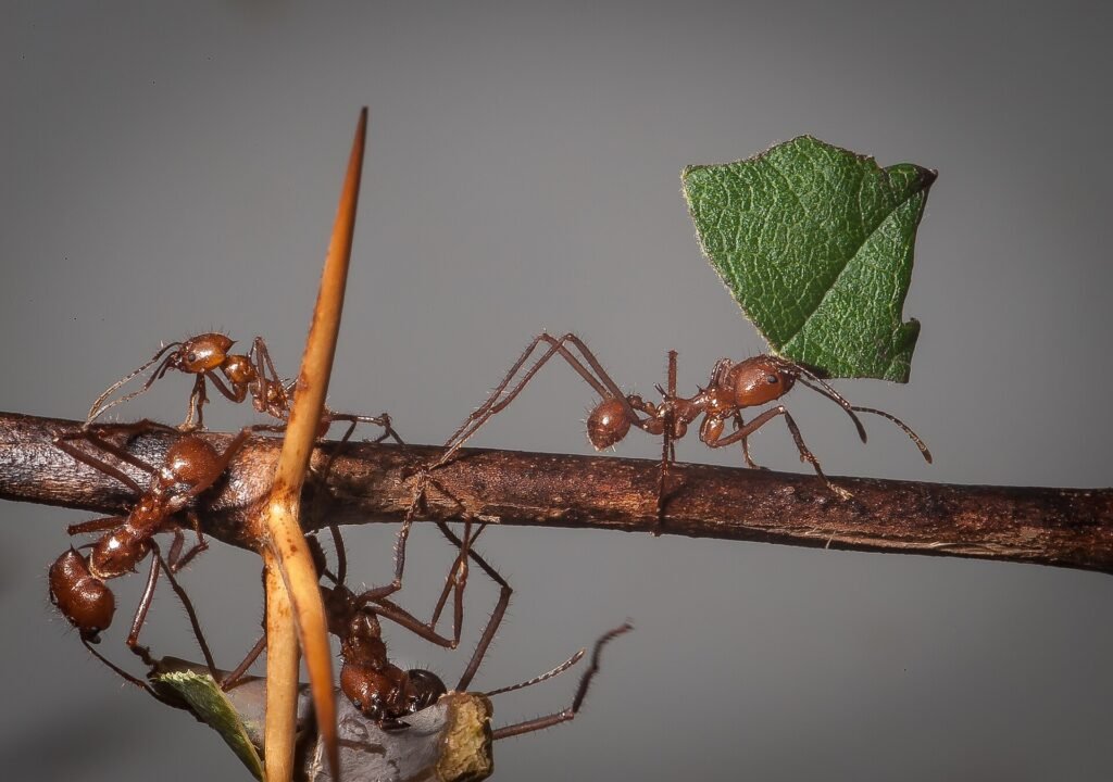 Leafcutter ants on a twig, one carrying a cut piece of leaf