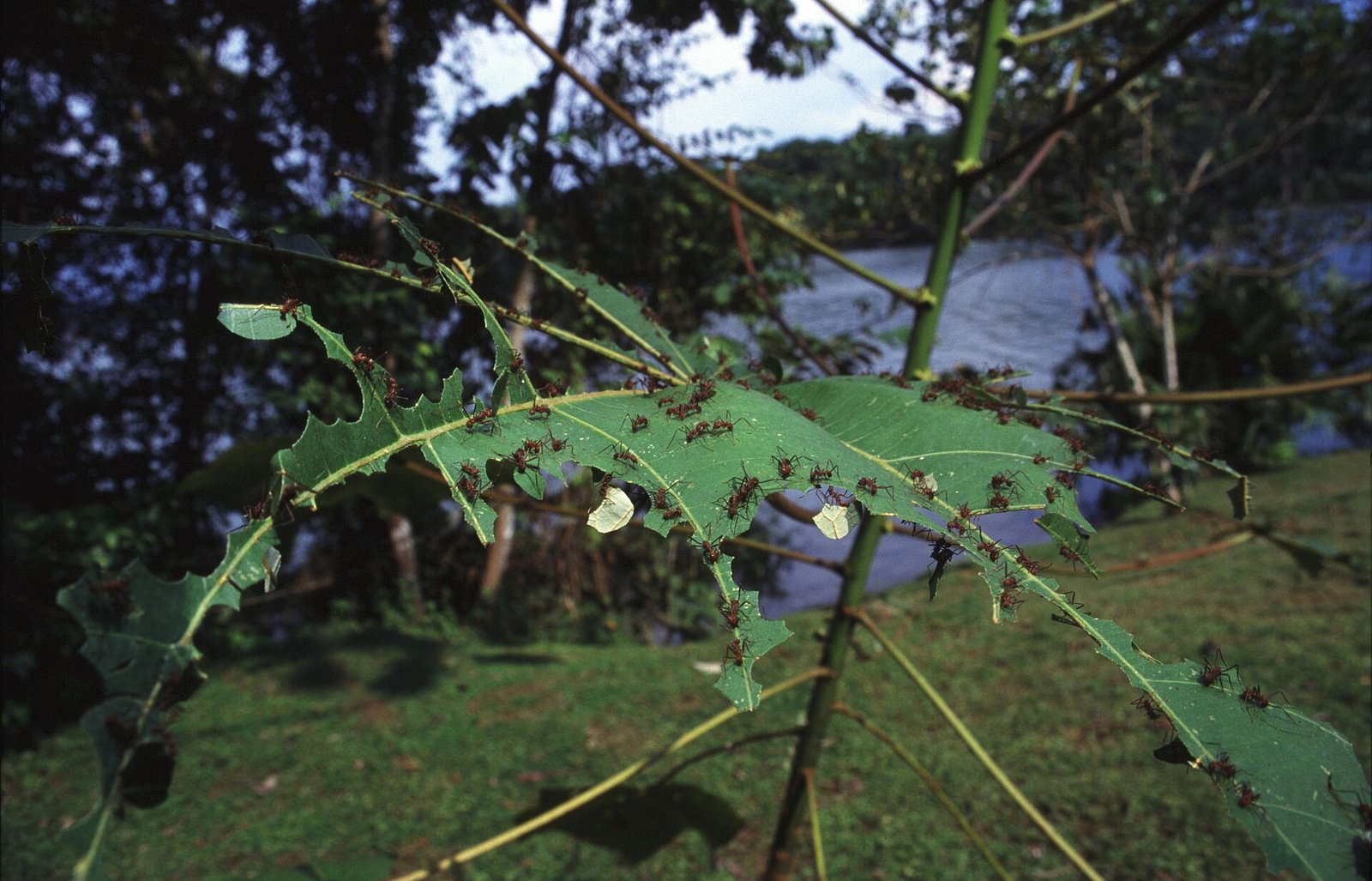 Leafcutter ant workers cutting a small plant