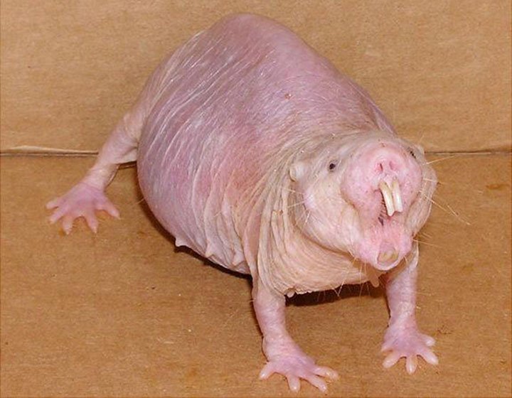 A naked mole-rat with its front teeth visible